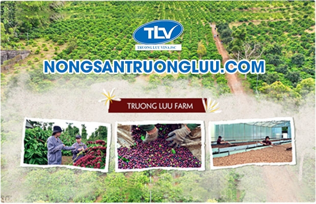 CÔNG TY CỔ PHẦN TRƯỜNG LƯU VI NA